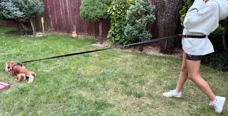 Smycz dla Psa z Amortyzatorem 480cm CZARNA Regulowana HandsFree Made in Poland